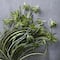 12 Pack: Light Green Variegated Spider Bush by Ashland®